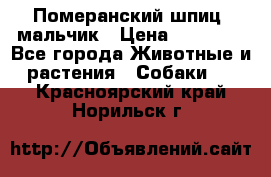 Померанский шпиц, мальчик › Цена ­ 35 000 - Все города Животные и растения » Собаки   . Красноярский край,Норильск г.